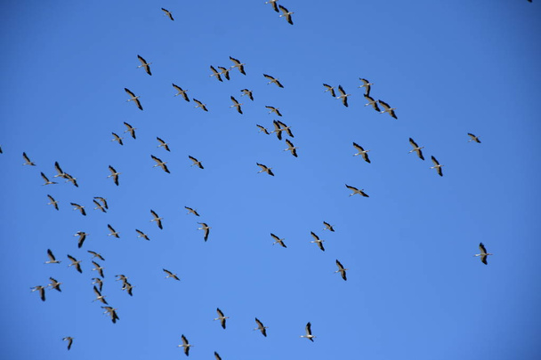 stork migration. blue sky background - Φωτογραφία, εικόνα