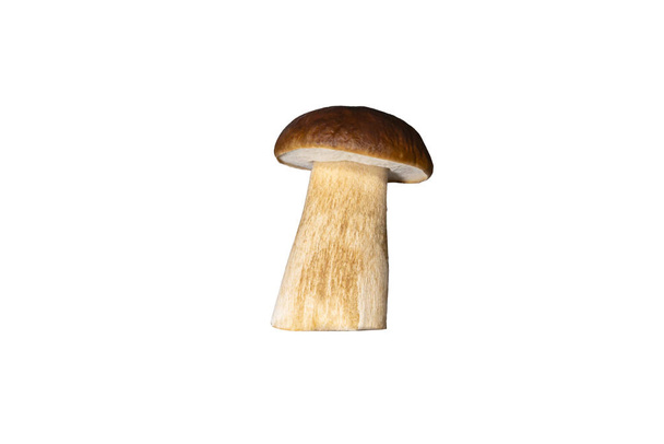 Standing one fungus Boletus edulis, isolated on white background with clipping path. - Zdjęcie, obraz