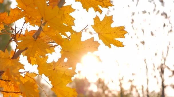 Autumn concept, autumn sunny day, leaves sway from the wind against the backdrop of a solar flare. - Footage, Video