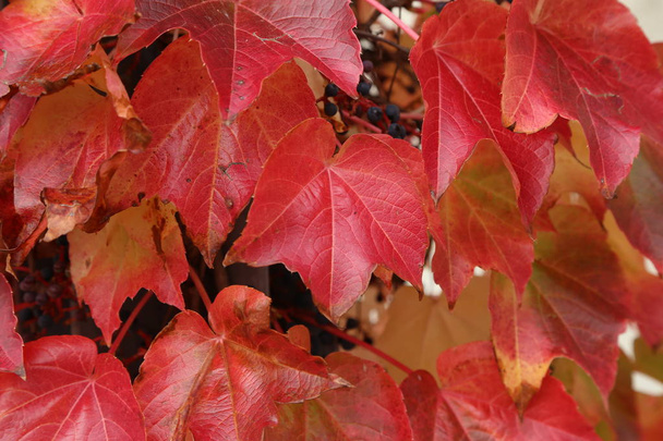 Яскраво-червоне листя дикого винограду восени
 - Фото, зображення