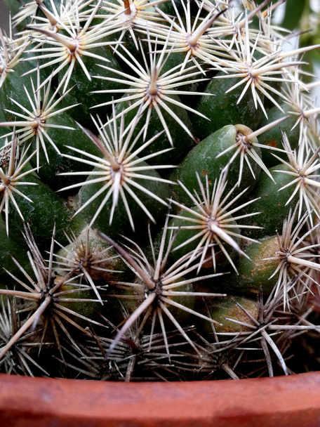 kolce kaktusowe w rozetkach - Zdjęcie, obraz