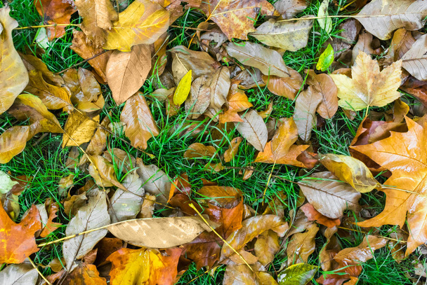 Herbstgelbes Laub von den Bäumen liegt auf dem grünen Gras. Foto von oben - Foto, Bild