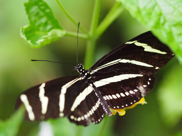 Close-up vlinders vliegen in een vlinder tuin, vlinder in natuurlijke habitat. In boombladeren. Mooi moerasinsect. Vlinder in het groene bos. Natuurlijk leven. - Foto, afbeelding