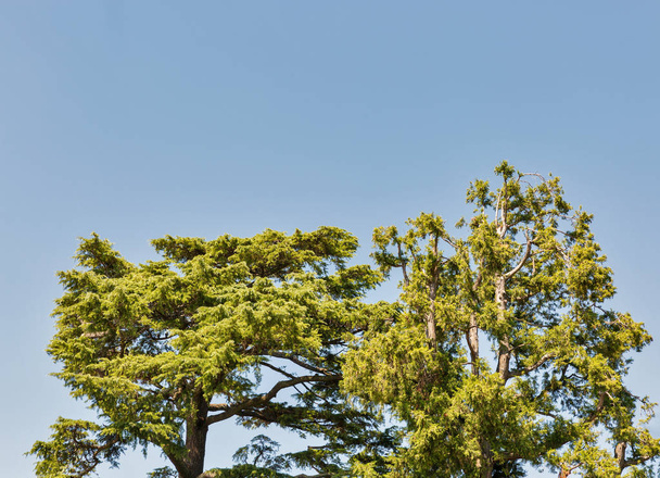 Корона з хвойних дерев у Тоскані (Італія).. - Фото, зображення