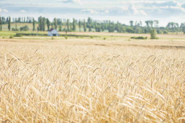 Пшеничні поля краєвид
 - Фото, зображення