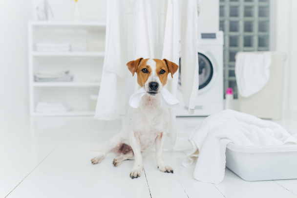 Фото породистой собаки играет с белым бельем, позирует в стиральной комнате, умывальник с полотенцами, стиральная машина на заднем плане, белая консоль. Игривое животное
 - Фото, изображение