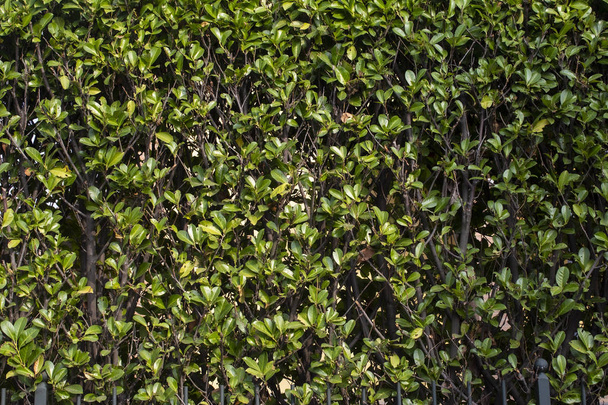 Фоглійський австралійський колорит
 - Фото, зображення