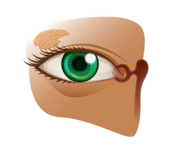 眼と乳管を持つ乳頭解剖学 - ベクター画像