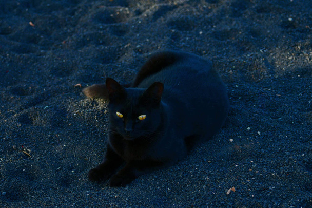 Um gato preto com olhos amarelos brilhantes
. - Foto, Imagem