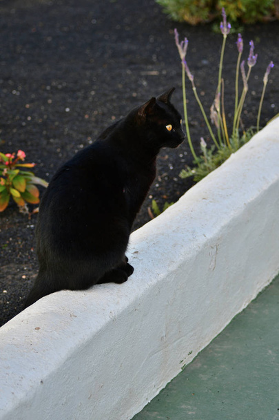 eine schwarze Katze mit leuchtend gelben Augen an einer weißen Wand. - Foto, Bild