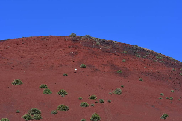 ランサローテのモンタナ・コロラド火山を歩いている男. - 写真・画像
