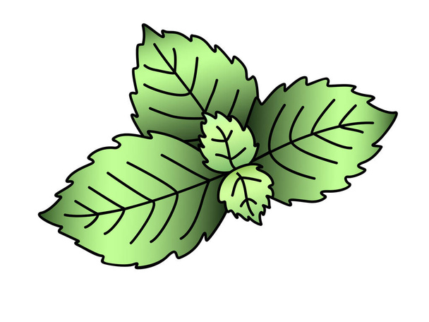 A sprig of mint with small young leaves. Mint leaves - vector full color element. Green leaflets. - Vetor, Imagem