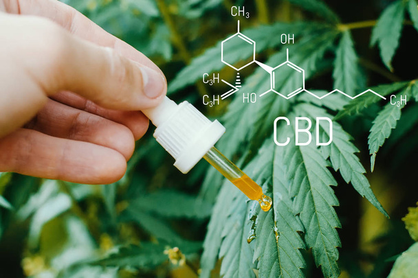 Концепція виробництва високоякісної натуральної марихуани CBD олії
. - Фото, зображення
