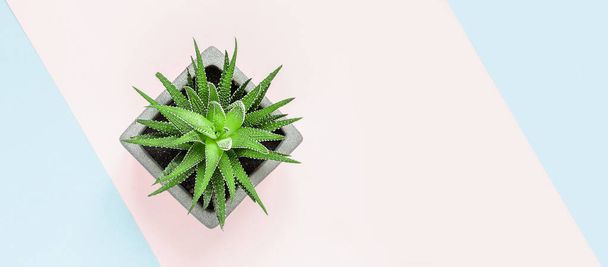 minimalist urban gardening or stylish interior background with various succulents on a painted pink blue background top view, copyspace banner - Zdjęcie, obraz