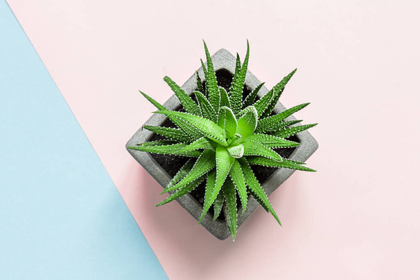 Beautiful pattern of green succulent isolated on pink background. Flat lay, top view. - Zdjęcie, obraz