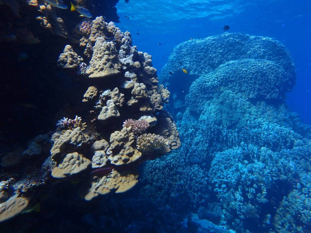 Coral de montaña, Porites lutea, Fury Shoal, Mar Rojo, Egipto
  - Foto, Imagen