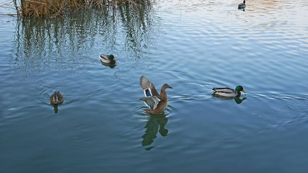 Ducks Mallard on water surface - Φωτογραφία, εικόνα