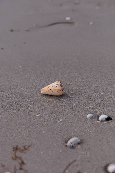 Písmeno kuželovitý šnek Conus litteratus na písku - Fotografie, Obrázek