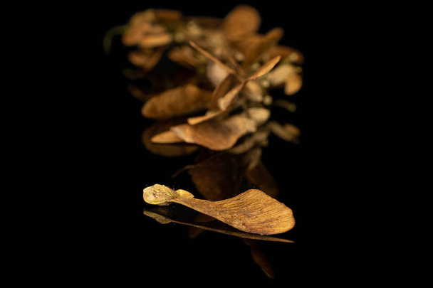 Wined brown samara achene isolated on black glass - Photo, Image