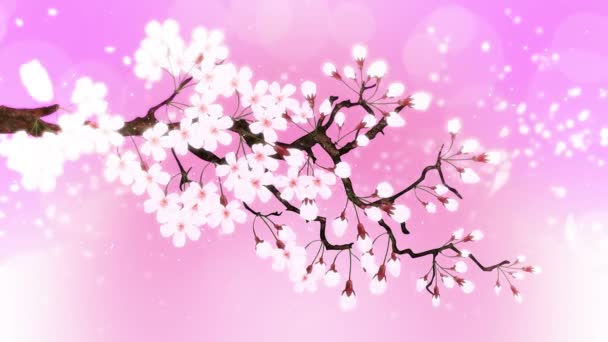 Cerisier en fleur. Branche cerise. Sakura fleurs rose. Fond rose cerisier en fleur
. - Séquence, vidéo