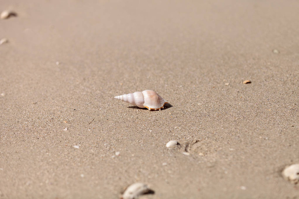 Guscio bianco Tibia Tibia fusus sulla sabbia
 - Foto, immagini
