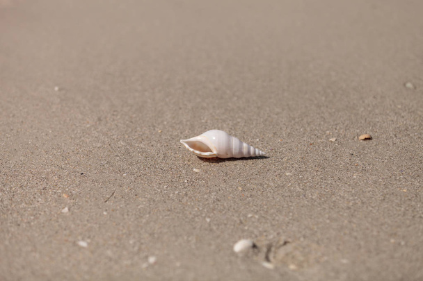 Λευκό κέλυφος κνήμης Tibia fusus στην άμμο - Φωτογραφία, εικόνα