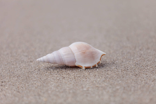 White Tibia  shell Tibia fusus on the sand - 写真・画像