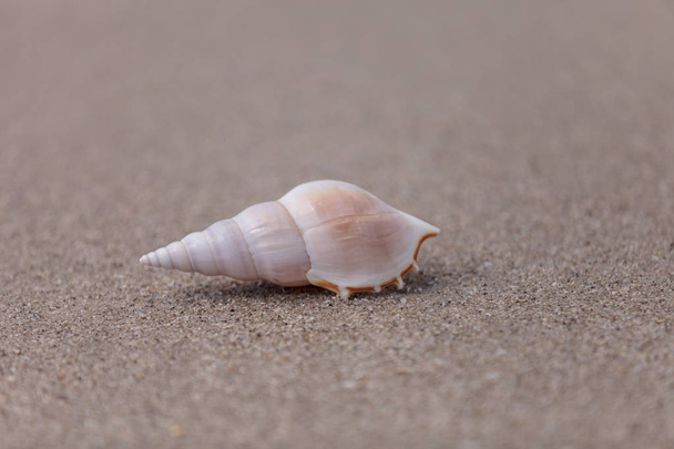 White Tibia  shell Tibia fusus on the sand - 写真・画像