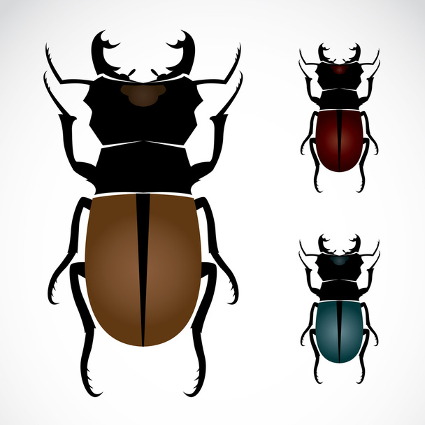 Escarabajo ciervo, el escarabajo más grande
 - Vector, imagen