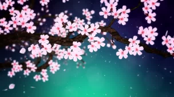 Wiśnia w pełnym rozkwicie. Wiśniowa gałąź. Sakura kwiaty różowe. Kwiat wiśni zielone tło. Animacja pętli Cg. - Materiał filmowy, wideo