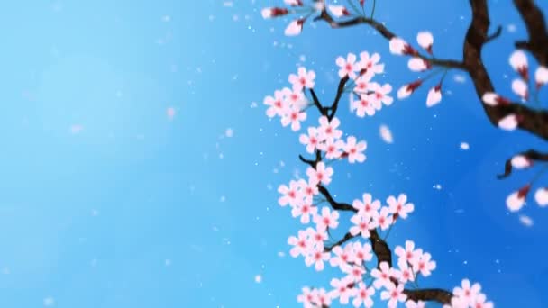 Kirsikkapuu täydessä kukassa. Kirsikkaoksa. Sakura kukkia vaaleanpunainen. Kirsikankukka sininen tausta. CG-silmukkaanimaatio
. - Materiaali, video