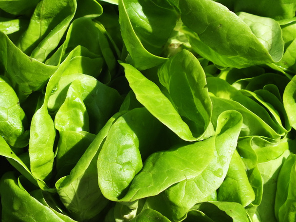 Green salad - Fotó, kép