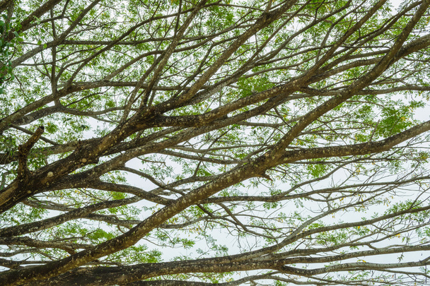 Branches d'un grand arbre
 - Photo, image
