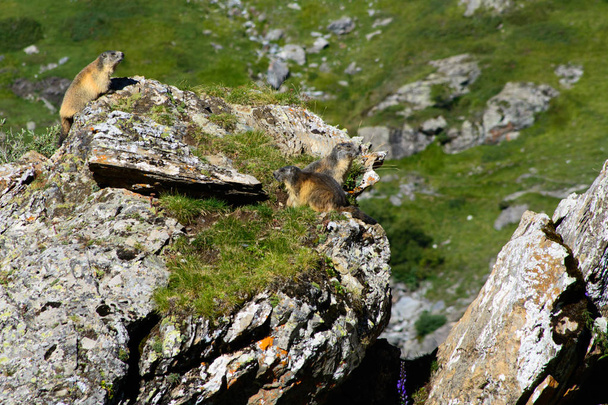 Grupa świstaków, typowe zwierzęta górskie - Zdjęcie, obraz