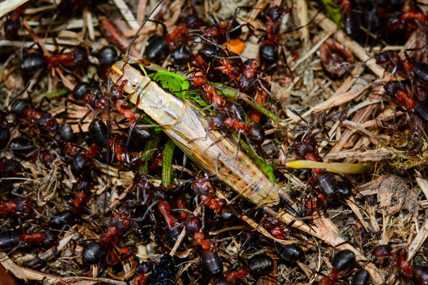 Grasshopper getting eat by an ants swarm - Photo, Image