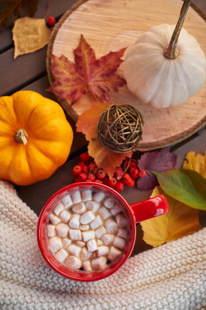 Vörös csésze kakaó mályvacukorral, dekoratív sütőtökkel. Őszi hangulat, melegítő ital. Hangulatos légkör - Fotó, kép