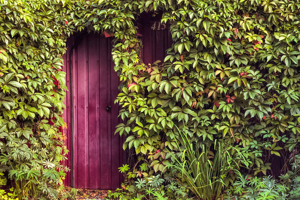 Fantastic entrance, door surrounded by climbing plants - Photo, Image