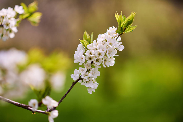 Flowering branch - Photo, image