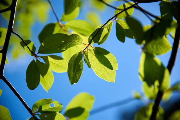 branch of a tree with green leaves in the morning - Foto, Bild