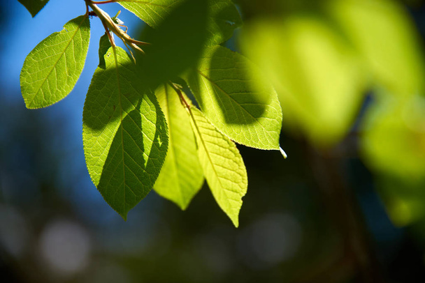 branch of a tree with green leaves in the morning - Foto, immagini