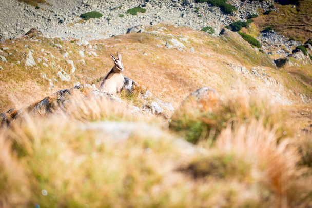 Chamois lying on a rock over the valley - Photo, Image