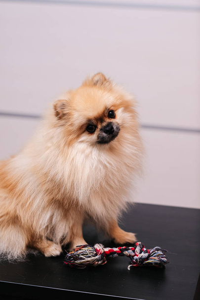Köpek cinsi Pomeranya bej rengi yalan söylüyor  - Fotoğraf, Görsel