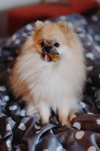 Pomeranian with bone in the mouth - Zdjęcie, obraz