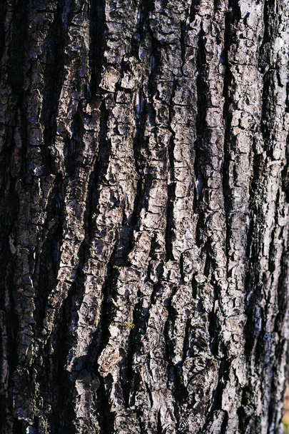 texture of an old tree in a forest on the ground - Foto, Imagem