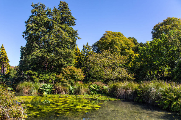 Pond  lilies and grass - Fotografie, Obrázek