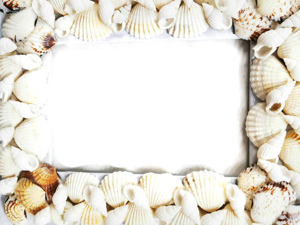 conchas de mar marco textura
 - Foto, imagen