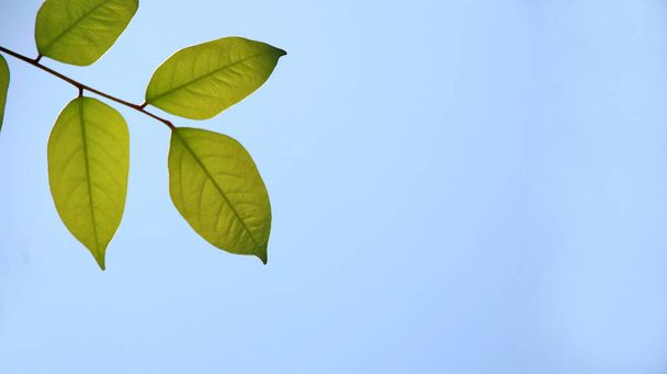  Ansicht der Natur grüne Blätter auf verschwommenem Grün blauer Himmel Hintergrund - Foto, Bild