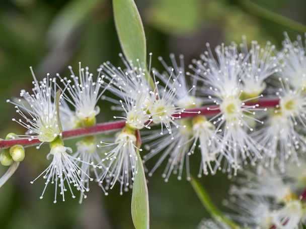 Close up of Melaleuca quinquenervia flower. - Photo, Image
