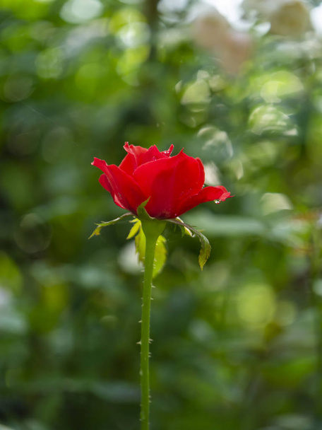 Крупним планом червоний флорибунда троянди. - Фото, зображення