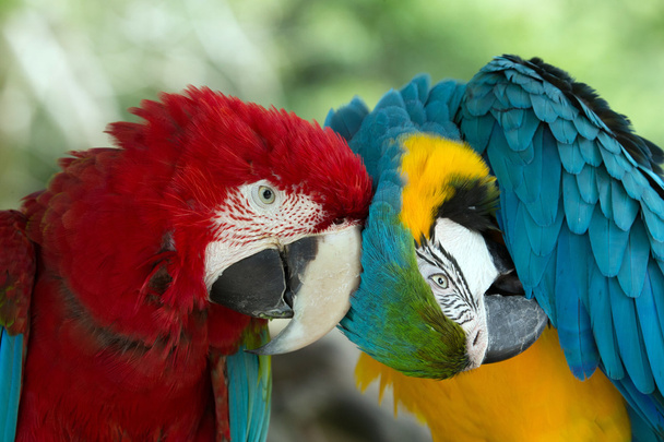 parrots - Zdjęcie, obraz